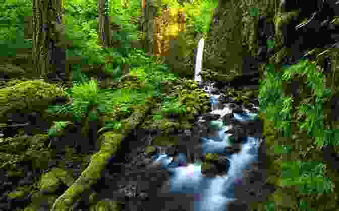A Beautiful Waterfall In A Lush Green Forest The History Of Rain Kaite O Reilly
