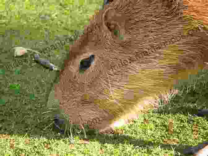 A Capybara Eating Grass Show How Guides: Drawing Animals: The 7 Essential Techniques 19 Adorable Animals Everyone Should Know