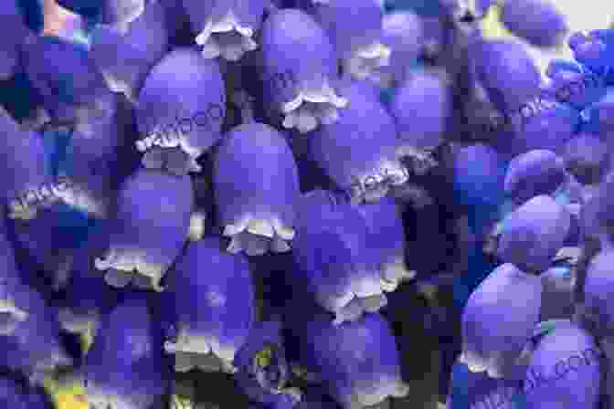 A Cluster Of Purple Hyacinth Blooms Releasing Their Sweet Fragrance Into The Spring Air. A Dozen Gems For Spring: An Anthology Of Vintage Verse (The Poetical Gems Anthology 5)