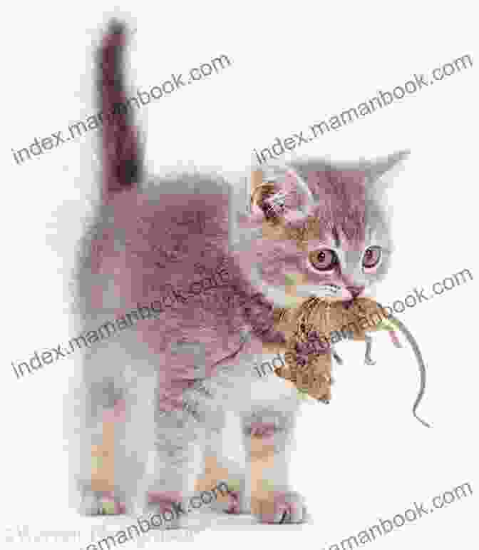 A Fluffy Gray Kitten Playing With A Toy Mouse Show How Guides: Drawing Animals: The 7 Essential Techniques 19 Adorable Animals Everyone Should Know