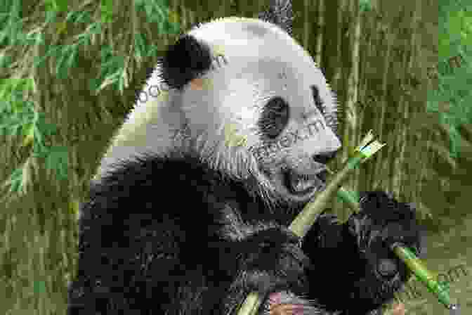 A Giant Panda Eating Bamboo Show How Guides: Drawing Animals: The 7 Essential Techniques 19 Adorable Animals Everyone Should Know