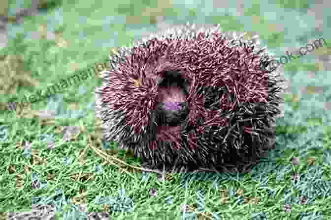 A Hedgehog Curled Up Into A Ball Show How Guides: Drawing Animals: The 7 Essential Techniques 19 Adorable Animals Everyone Should Know