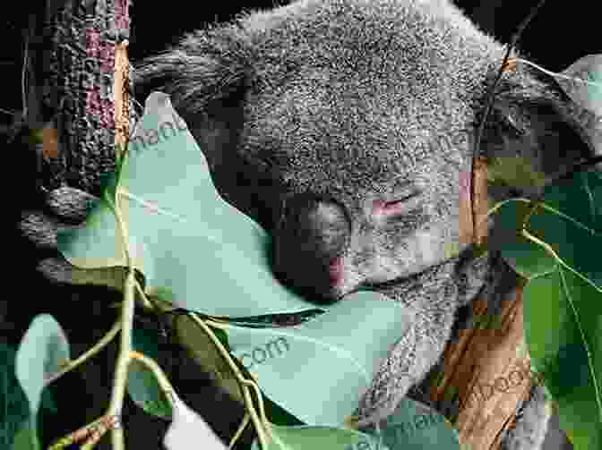 A Koala Hugging A Eucalyptus Tree Show How Guides: Drawing Animals: The 7 Essential Techniques 19 Adorable Animals Everyone Should Know