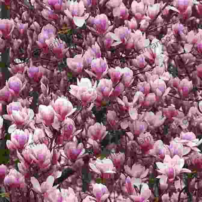 A Large Magnolia Tree Adorned With Fragrant Pink Blooms In The Springtime Garden. A Dozen Gems For Spring: An Anthology Of Vintage Verse (The Poetical Gems Anthology 5)