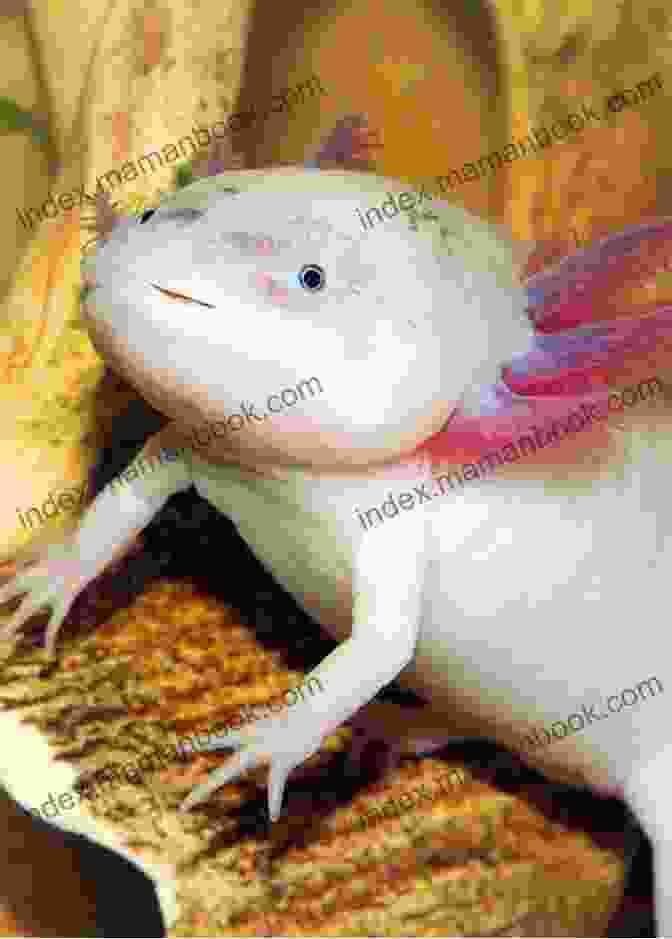 A Mexican Axolotl Show How Guides: Drawing Animals: The 7 Essential Techniques 19 Adorable Animals Everyone Should Know