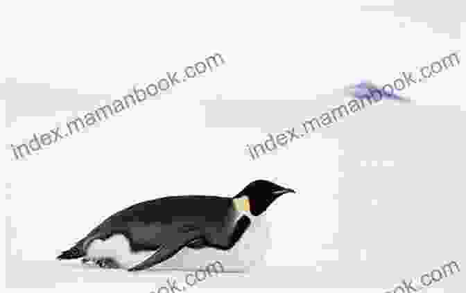 A Penguin Sliding On Its Belly Show How Guides: Drawing Animals: The 7 Essential Techniques 19 Adorable Animals Everyone Should Know