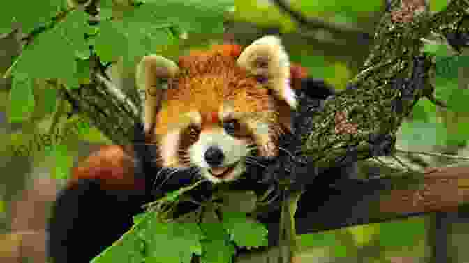 A Red Panda Sitting In A Tree Show How Guides: Drawing Animals: The 7 Essential Techniques 19 Adorable Animals Everyone Should Know