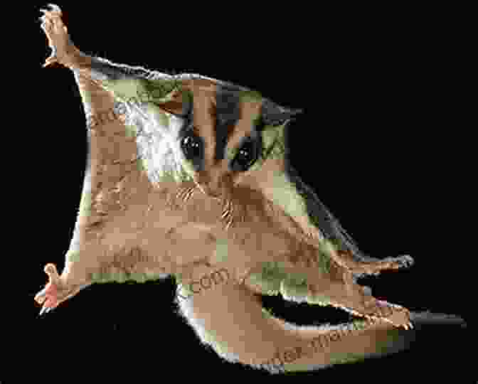 A Sugar Glider Gliding Through The Air Show How Guides: Drawing Animals: The 7 Essential Techniques 19 Adorable Animals Everyone Should Know