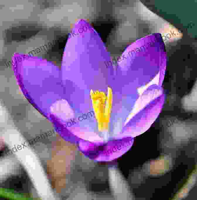 A Vibrant Purple Crocus Bloom Emerging From The Earth In Early Spring. A Dozen Gems For Spring: An Anthology Of Vintage Verse (The Poetical Gems Anthology 5)