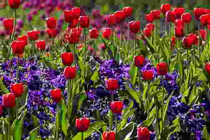 A Vibrant Red Tulip Blooming In The Springtime Garden. A Dozen Gems For Spring: An Anthology Of Vintage Verse (The Poetical Gems Anthology 5)