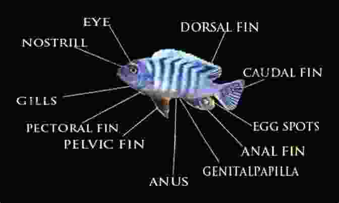 Detailed Diagram Illustrating Anatomical Features Of The Convict Cichlid Including Fins, Scales, And Sensory Organs The Convict Cichlid Bradford Risbert