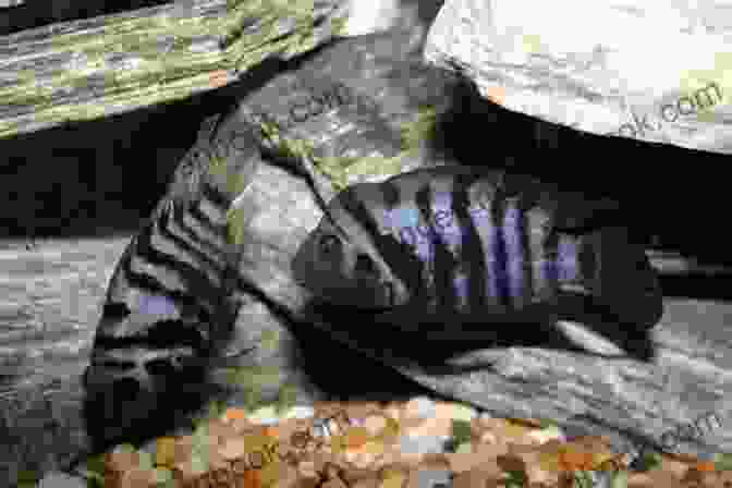 Image Of A Pair Of Convict Cichlids Engaging In Courtship Ritual, Showcasing Elaborate Body Movements And Displays The Convict Cichlid Bradford Risbert
