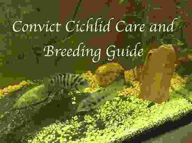 Step By Step Guide On Providing Optimal Care For Convict Cichlids, Including Tank Setup, Feeding, And Water Parameters The Convict Cichlid Bradford Risbert